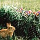 Welded Galvanised Wire Mesh Fence 1x1 Inch Aviary Rabbit Hutch Chicken Coop Pet Welded Galvanised Wire Mesh Fence 1x1 Inch Aviary Rabbit Hutch Chicken Coop Pet