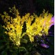 Outdoor Solar Lawn Light Canola Flowers Waterproof Garden Light Led Solar Powered Lights for Garden Patio Yard Decoration