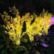 Outdoor Solar Powered LED Canola Flowers Lawn Light Waterproof Garden Lamp Home Decoration