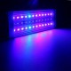 A201M 12W 20CM 5730 36SMD 1400LM LED Coral SPS LPS Aquarium Sea Reef Fish Tank Light Lamp A201M 12W 20CM 5730 36SMD 1400LM LED Coral SPS LPS Aquarium Sea Reef Fish Tank Light Lamp