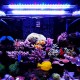 A601M 39W 60CM 5730 117SMD 4600LM LED Coral SPS LPS Aquarium Tank Lamp A601M 39W 60CM 5730 117SMD 4600LM LED Coral SPS LPS Aquarium Tank Lamp