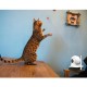 C38S-P 1080P Pet IP Camera Wifi Video Surveillance Security Camera Remote Control Laser Play with Pet Video Intercom IR Night C38S-P 1080P Pet IP Camera Wifi Video Surveillance Security Camera Remote Control Laser Play with Pet Video Intercom IR Night