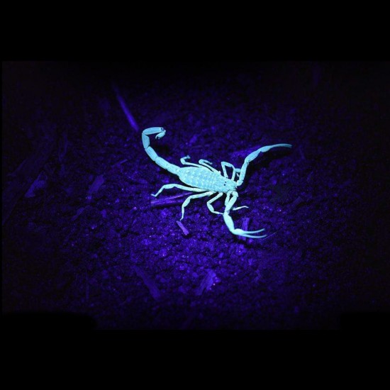 51 LED UV Scorpion Detector Hunter Finder Violet Blacklight Flashlight