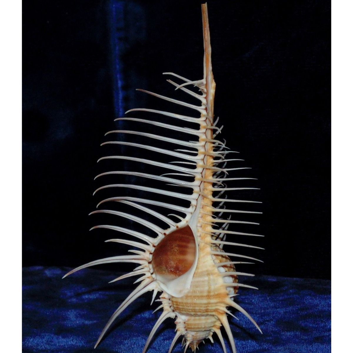 10-12cm-Natural-Murex-Pecten-Shell-Conch-Coral-Sea-Snail-Fish-Tank-Ornament-Home-Decorations-1471004