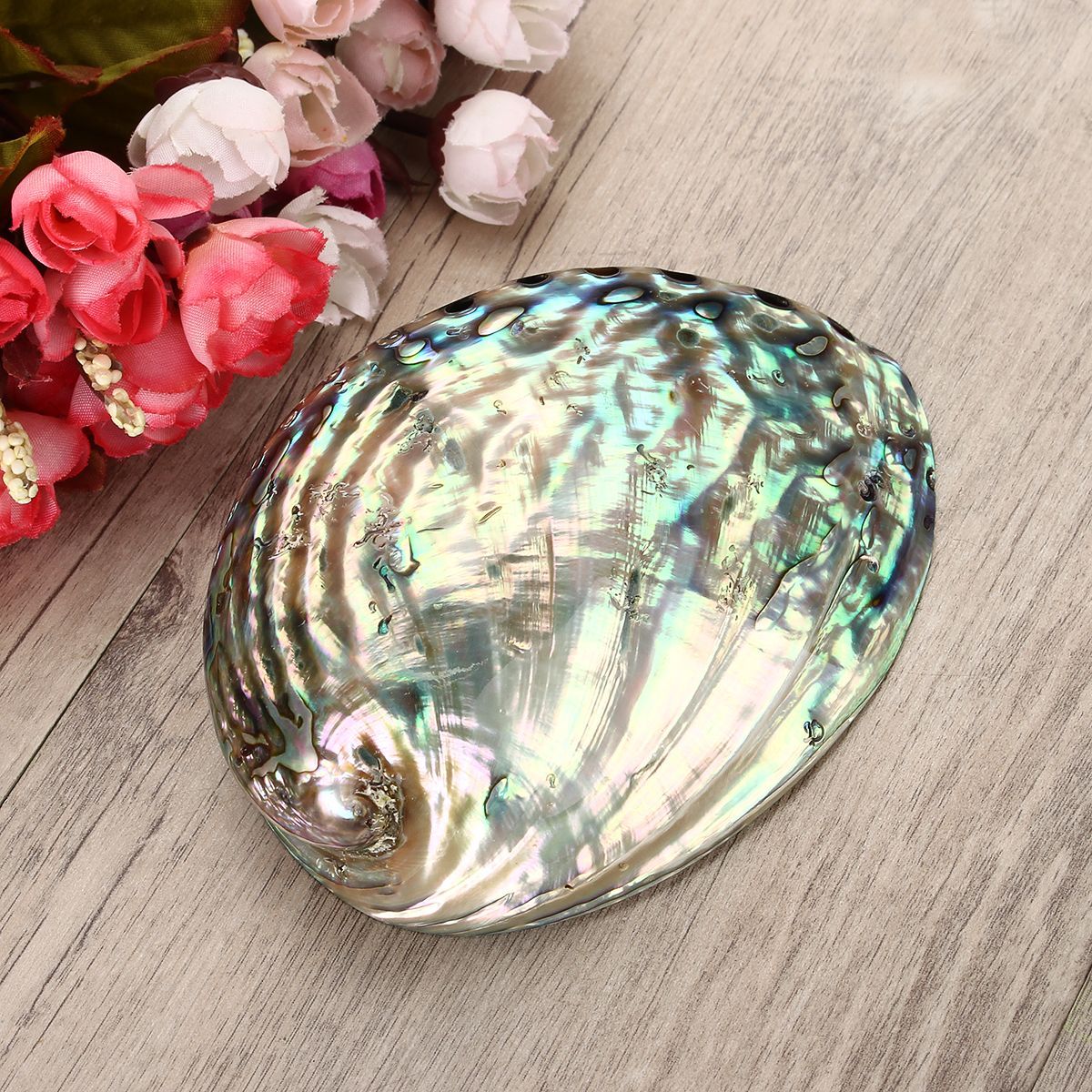 13X10CM-Natural-Abalone-Sea-Shell-Both-Side-Polished-Beach-Craft-DIY-Decorations-1459015