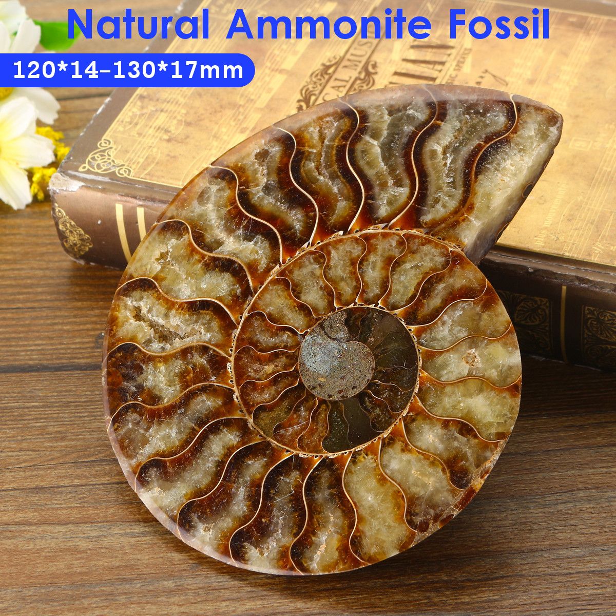 13cm-Large-Natural-Ammonite-Fossil-Sea-Conch-Crystal-Specimen-Decorations-1554283