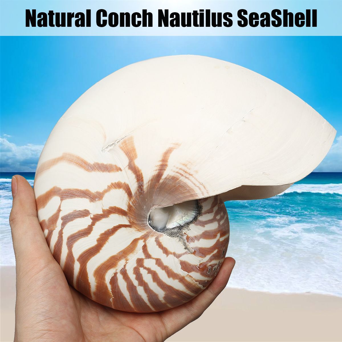 17-19cm-Natural-Conch-SeaShell-Tiger-Chambered-Pompilius-Fish-Tank-Home-Decorations-1476998