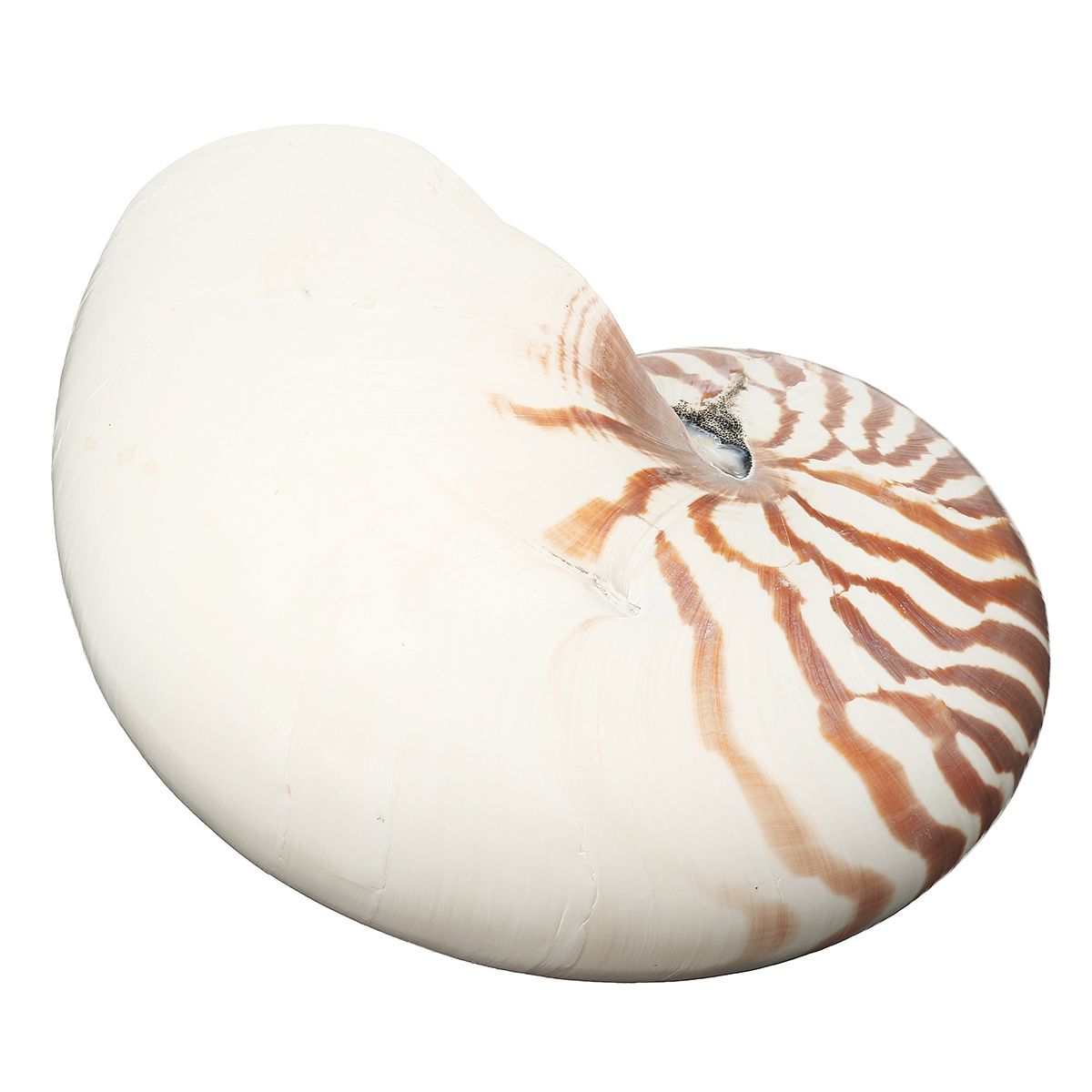 17-19cm-Natural-Conch-SeaShell-Tiger-Chambered-Pompilius-Fish-Tank-Home-Decorations-1476998