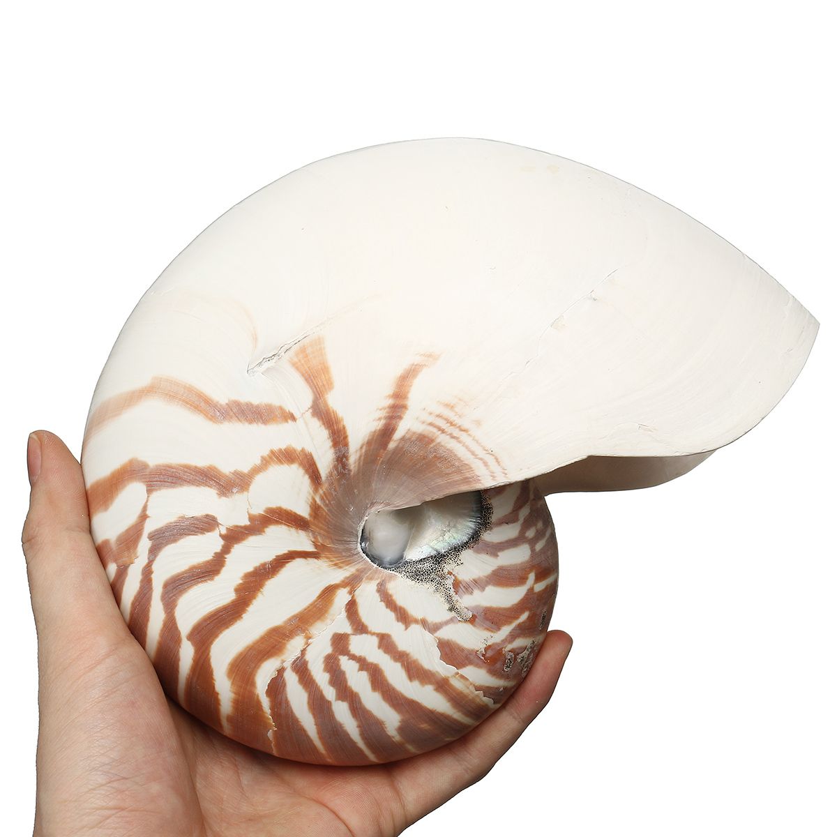 17-19cm-Natural-Conch-SeaShell-Tiger-Chambered-Pompilius-Fish-Tank-Home-Decorations-1476998