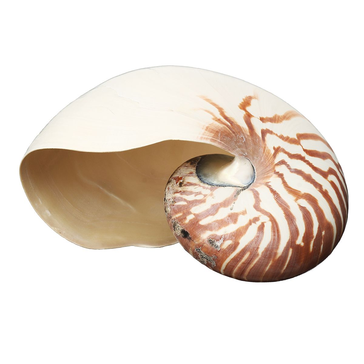 17-19cm-Natural-Conch-SeaShell-Tiger-Chambered-Pompilius-Fish-Tank-Home-Decorations-1476998