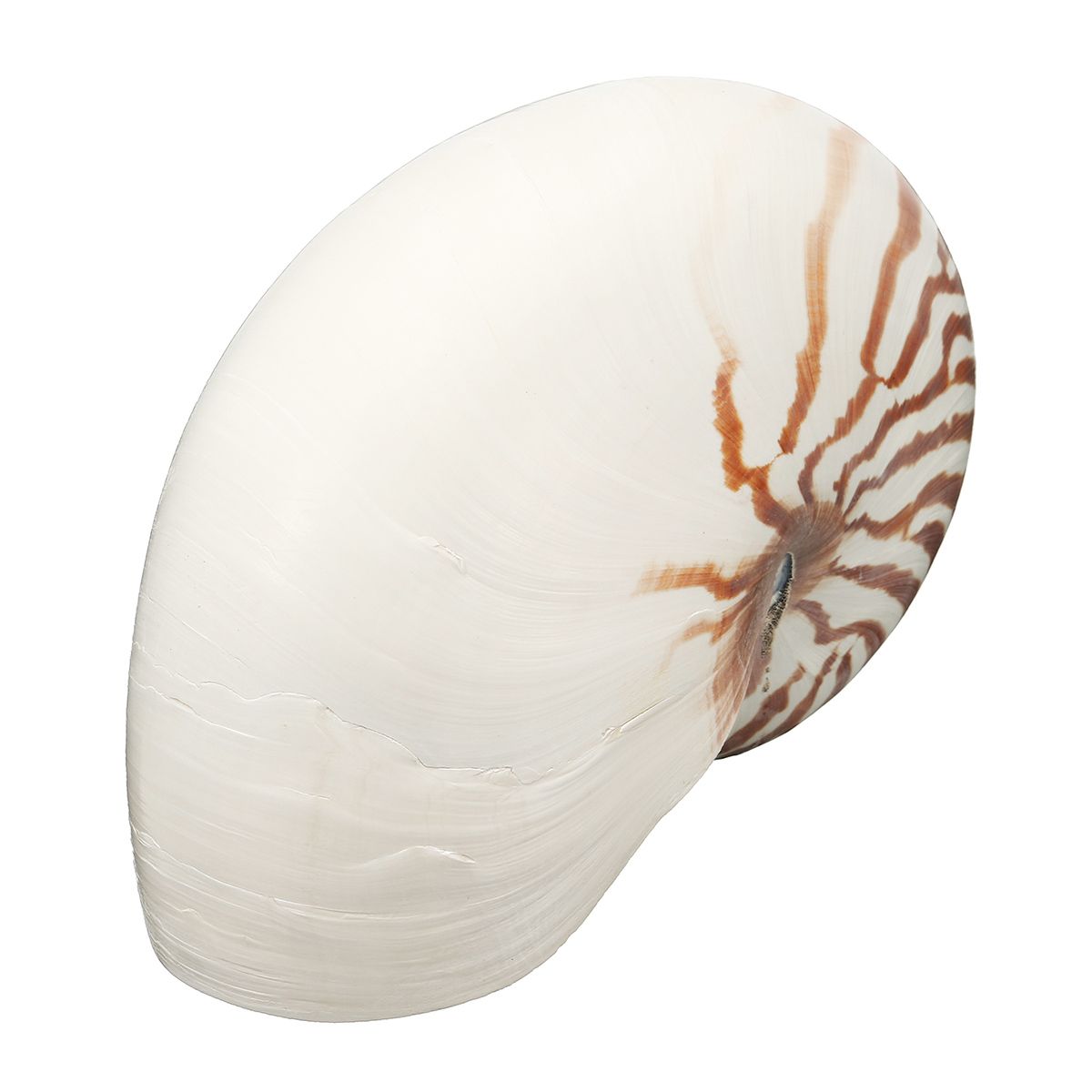 17-19cm-Natural-Conch-SeaShell-Tiger-Chambered-Pompilius-Fish-Tank-Home-Decorations-1476998
