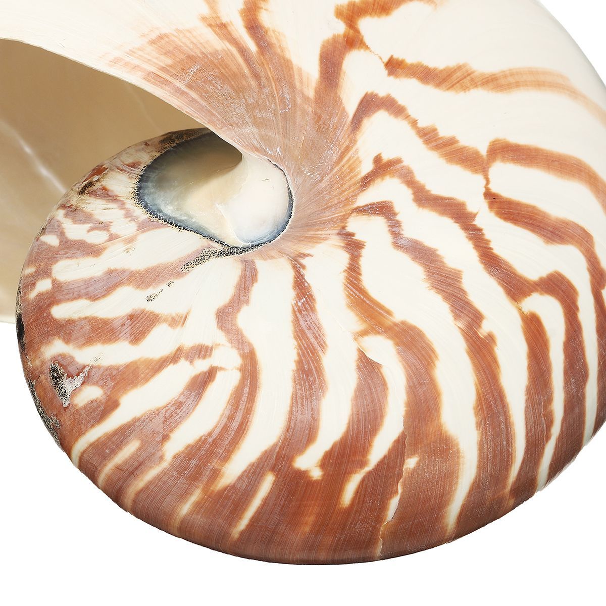 17-19cm-Natural-Conch-SeaShell-Tiger-Chambered-Pompilius-Fish-Tank-Home-Decorations-1476998