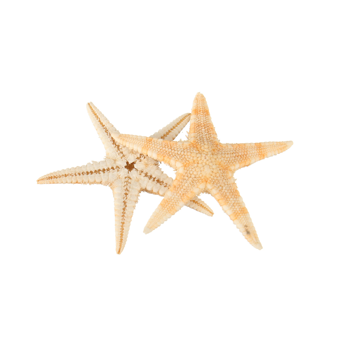 20Pcs-Mini-Starfish-Sea-Star-Shell-Landscape-Beach-Wedding-DIY-Crafts-Making-Decorations-1427698