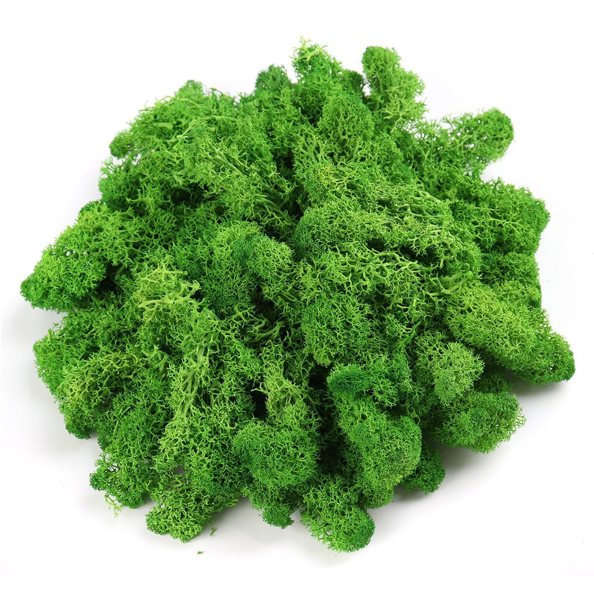 500g-Natural-Norwegian-Reindeer-Moss-Preserved-Dried-Craft-Preservation-Flower-Fairy-Decorations-DIY-1360458