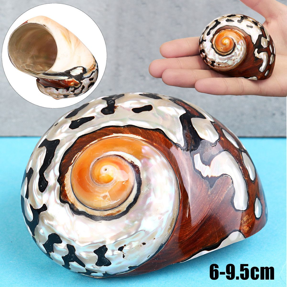 6-95cm-Natural-African-Turban-Sea-Shell-Coral-Conch-Snail-Home-Fish-Tank-Decorations-1537994