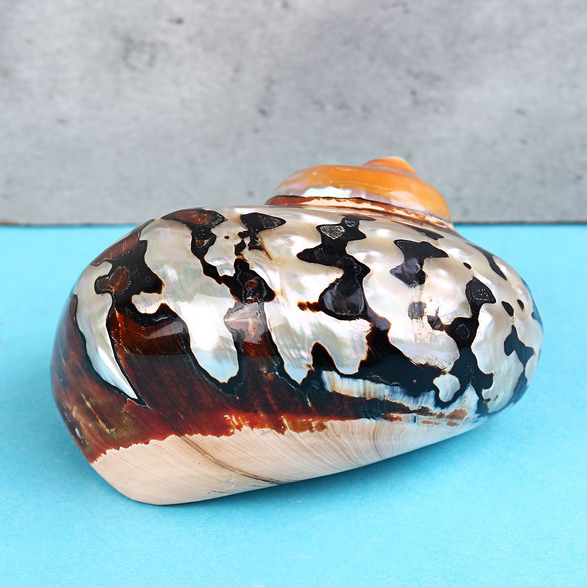 6-95cm-Natural-African-Turban-Sea-Shell-Coral-Conch-Snail-Home-Fish-Tank-Decorations-1537994