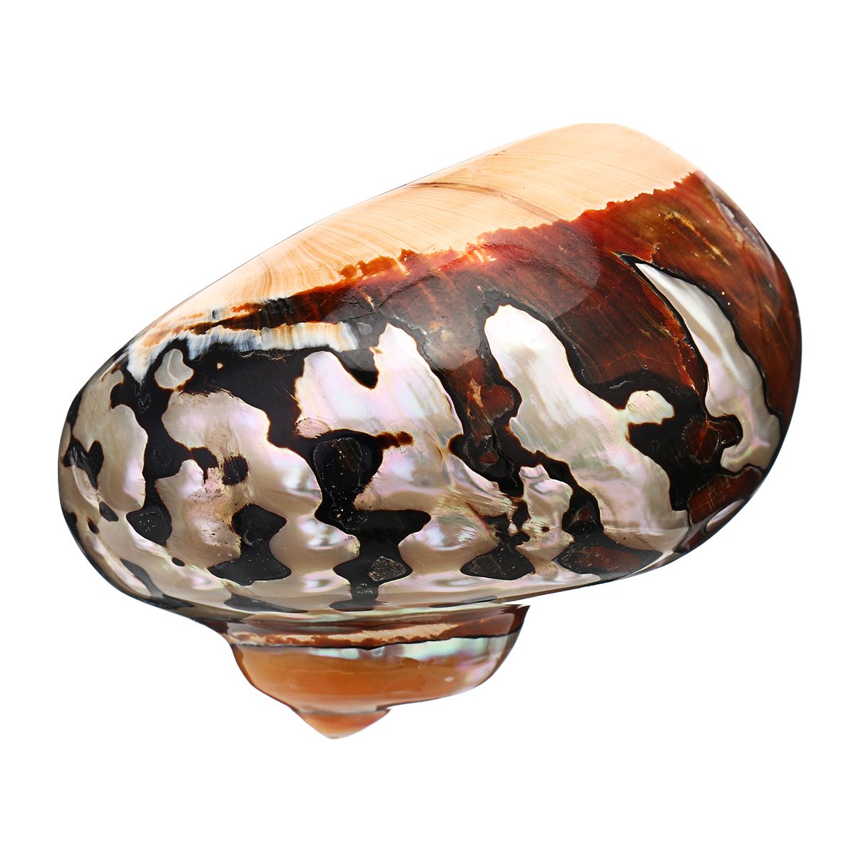 6-95cm-Natural-African-Turban-Sea-Shell-Coral-Conch-Snail-Home-Fish-Tank-Decorations-1537994