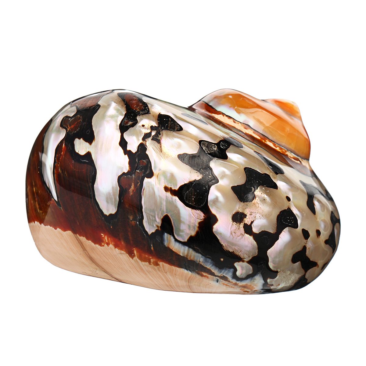 6-95cm-Natural-African-Turban-Sea-Shell-Coral-Conch-Snail-Home-Fish-Tank-Decorations-1537994