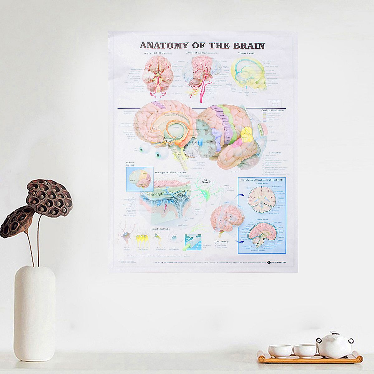 60x80cm-Anatomy-Of-The-Brain-Poster-Anatomical-Silk-Cloth-Chart-Human-Body-Midcal-Educational-Decor-1372325