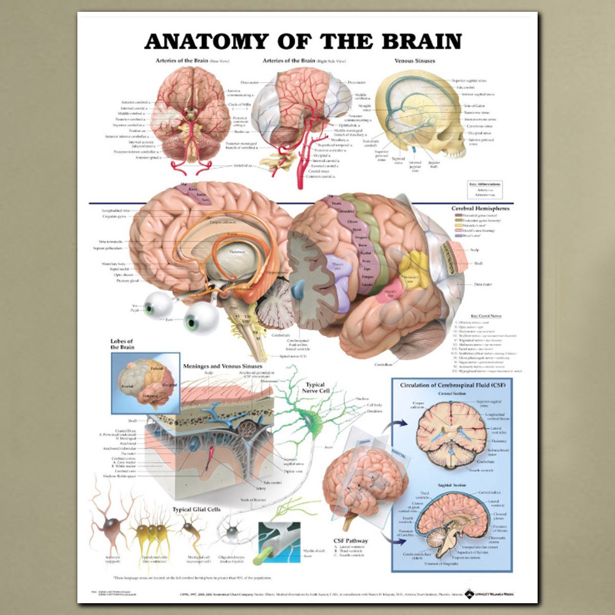 60x80cm-Anatomy-Of-The-Brain-Poster-Anatomical-Silk-Cloth-Chart-Human-Body-Midcal-Educational-Decor-1372325