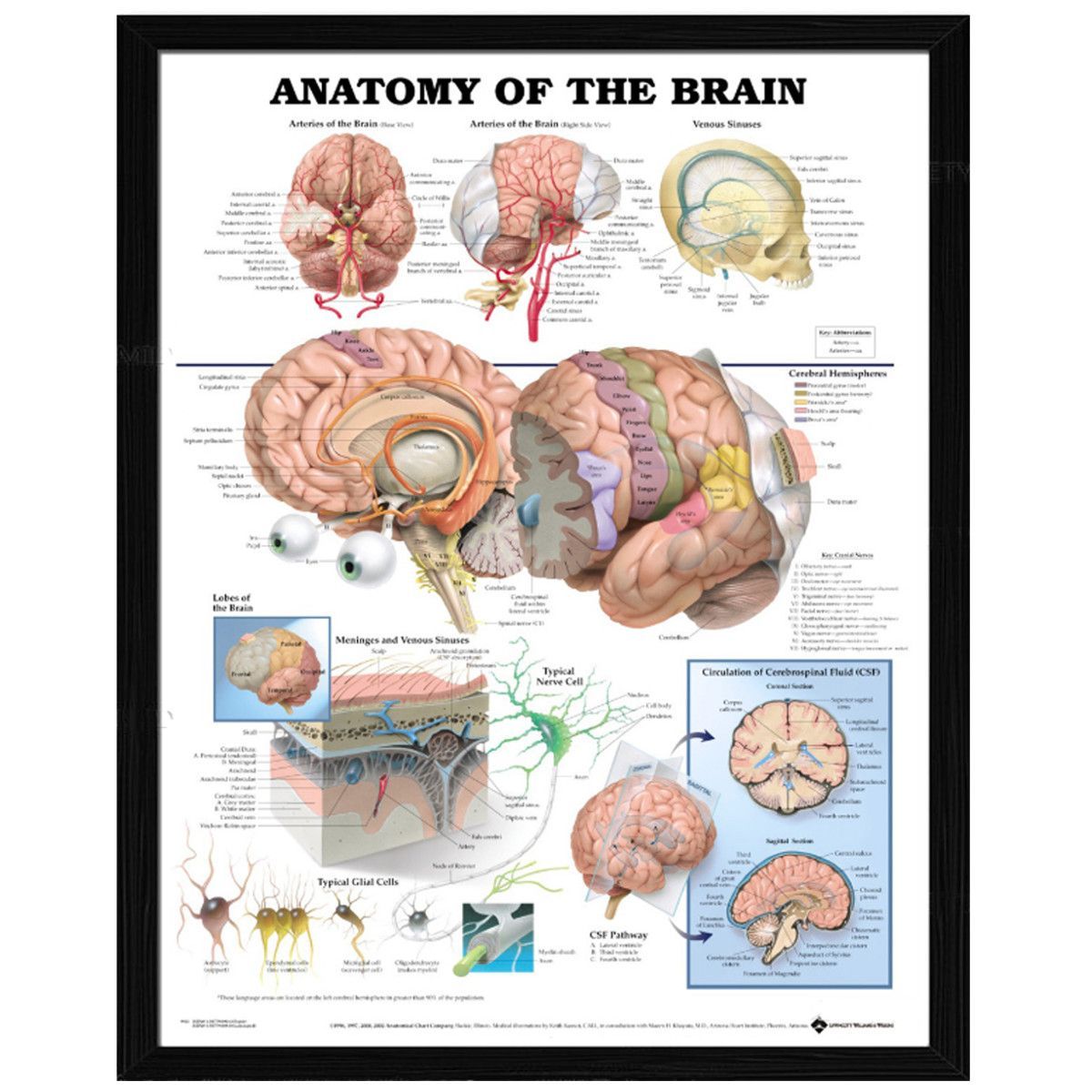 60x80cm-Anatomy-Of-The-Brain-Poster-Anatomical-Silk-Cloth-Chart-Human-Body-Midcal-Educational-Decor-1372325