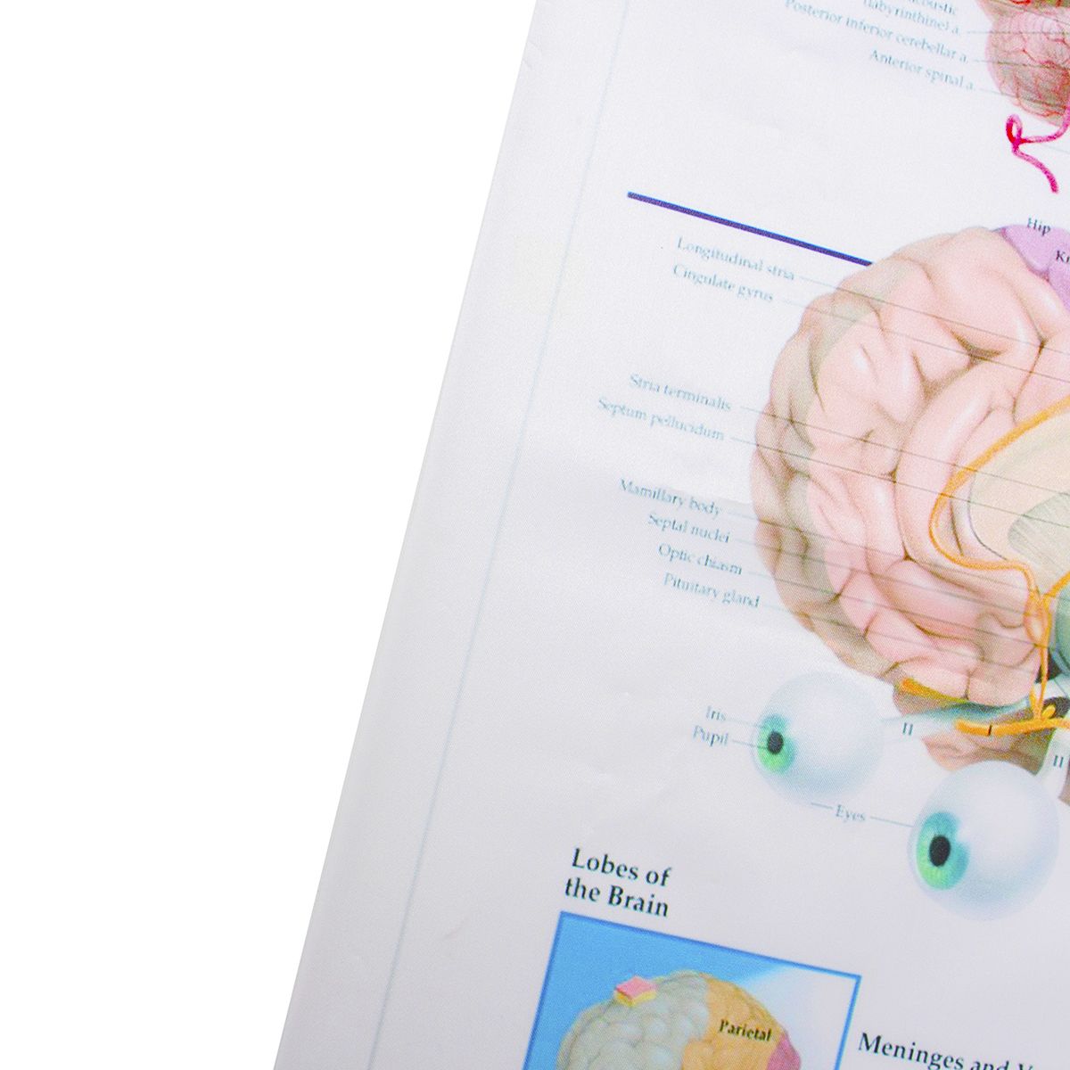 60x80cm-Anatomy-Of-The-Brain-Poster-Anatomical-Silk-Cloth-Chart-Human-Body-Midcal-Educational-Decor-1372325