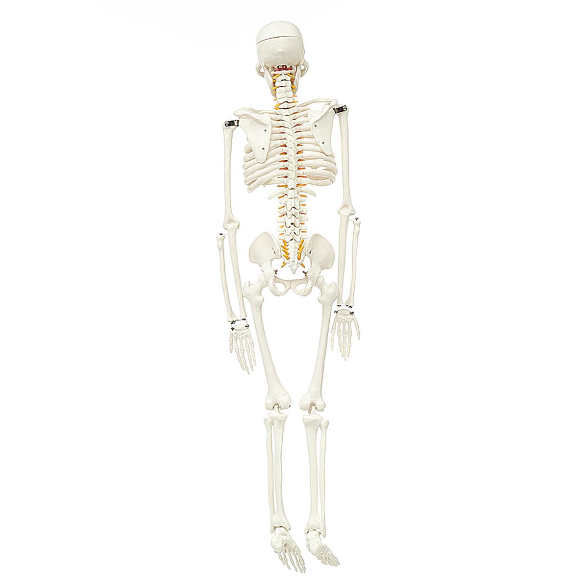 85cm-Lifesize-Detachable-Human-Skeleton-Bone-Model-Removable-Arms-Legs-w-Stand-Anatomical-Model-Deco-1482675