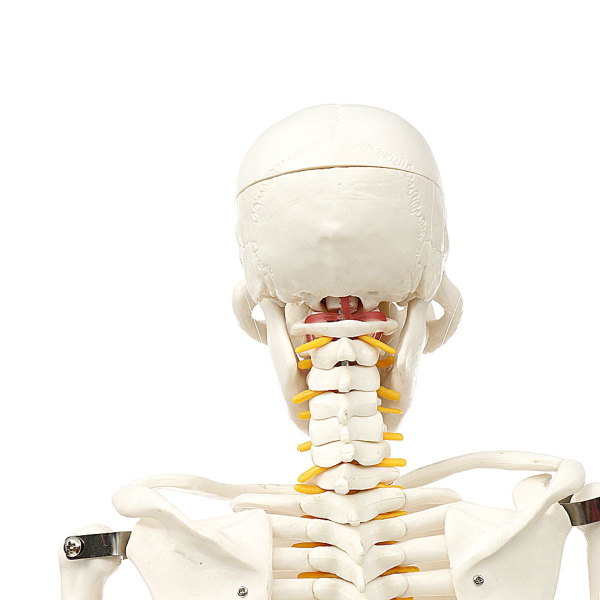 85cm-Lifesize-Detachable-Human-Skeleton-Bone-Model-Removable-Arms-Legs-w-Stand-Anatomical-Model-Deco-1482675