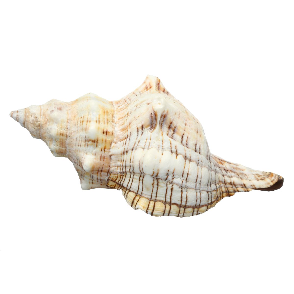 9-20cm-Natural-Trumpet-Sea-Shells-Conch-Snails-Home-Ornament-Decorations-1555754