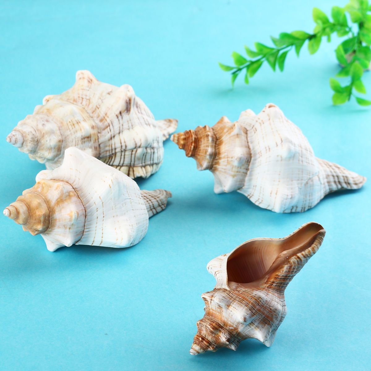 9-20cm-Natural-Trumpet-Sea-Shells-Conch-Snails-Home-Ornament-Decorations-1555754
