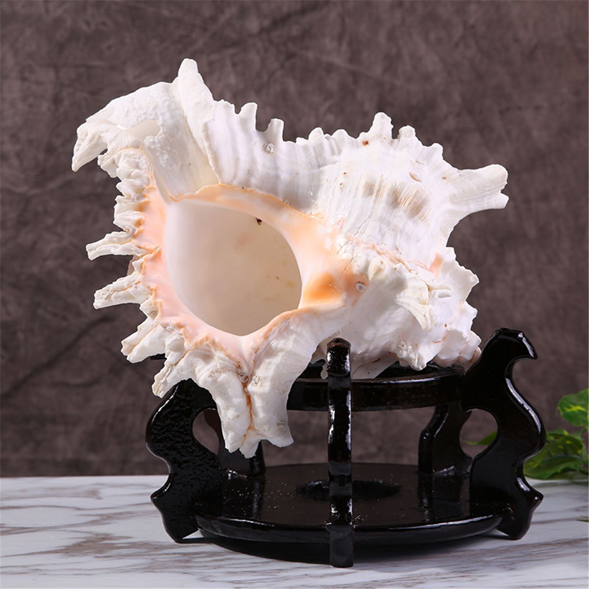 Large-Queen-Nautical-Shells-Conch-Natural-Seashell-Beach-Ocean-Home-Decorations-1535721