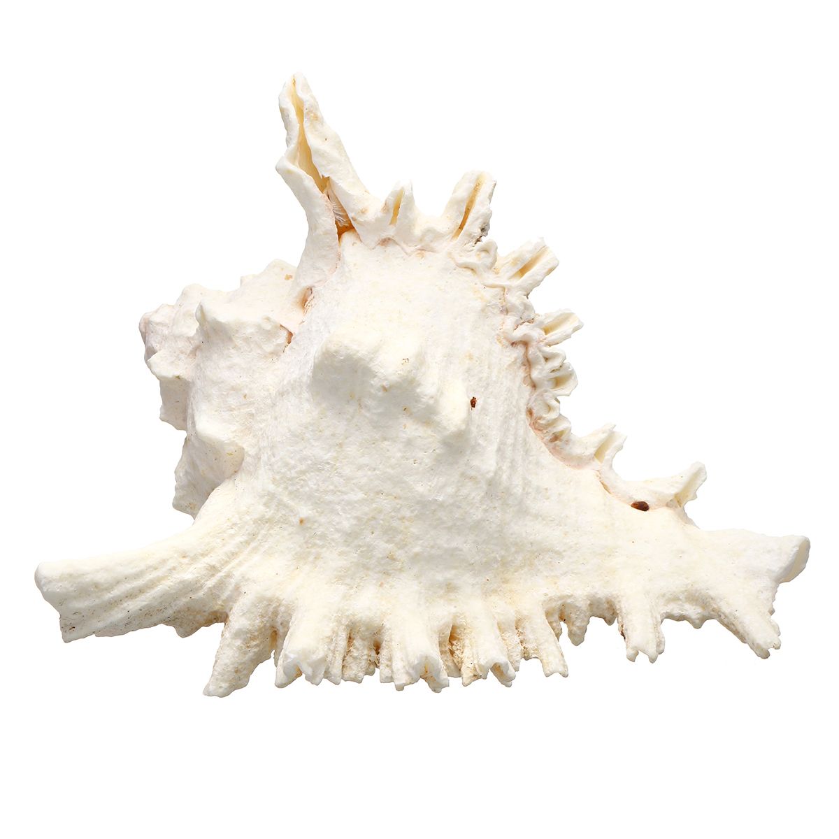 Large-Queen-Nautical-Shells-Conch-Natural-Seashell-Beach-Ocean-Home-Decorations-1535721