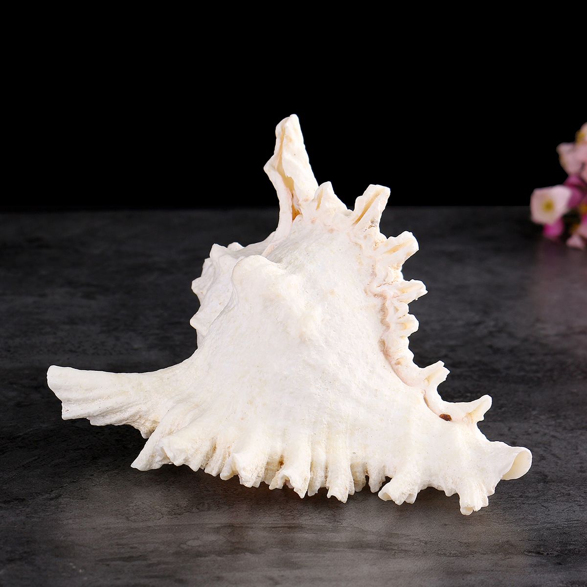 Large-Queen-Nautical-Shells-Conch-Natural-Seashell-Beach-Ocean-Home-Decorations-1535721