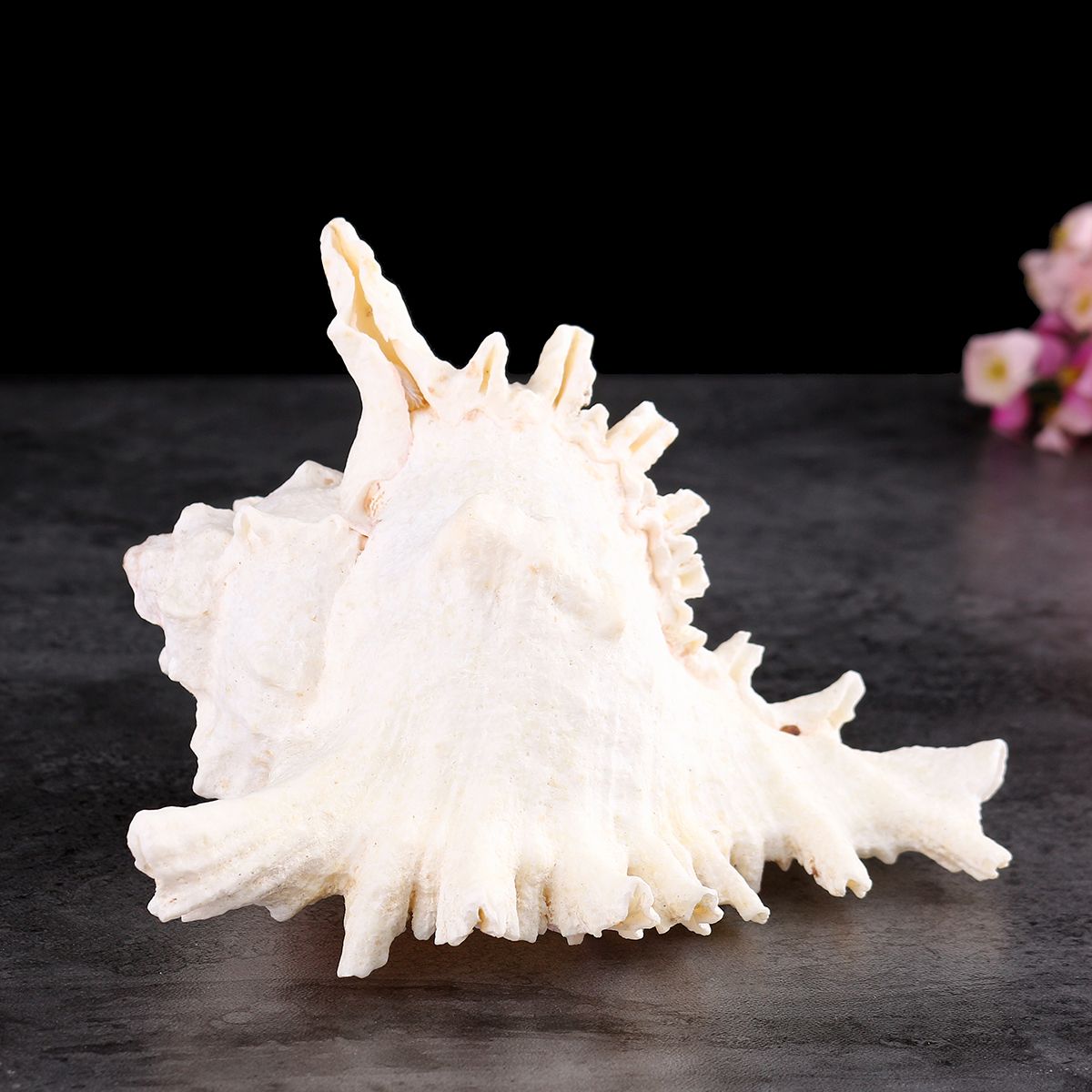 Large-Queen-Nautical-Shells-Conch-Natural-Seashell-Beach-Ocean-Home-Decorations-1535721