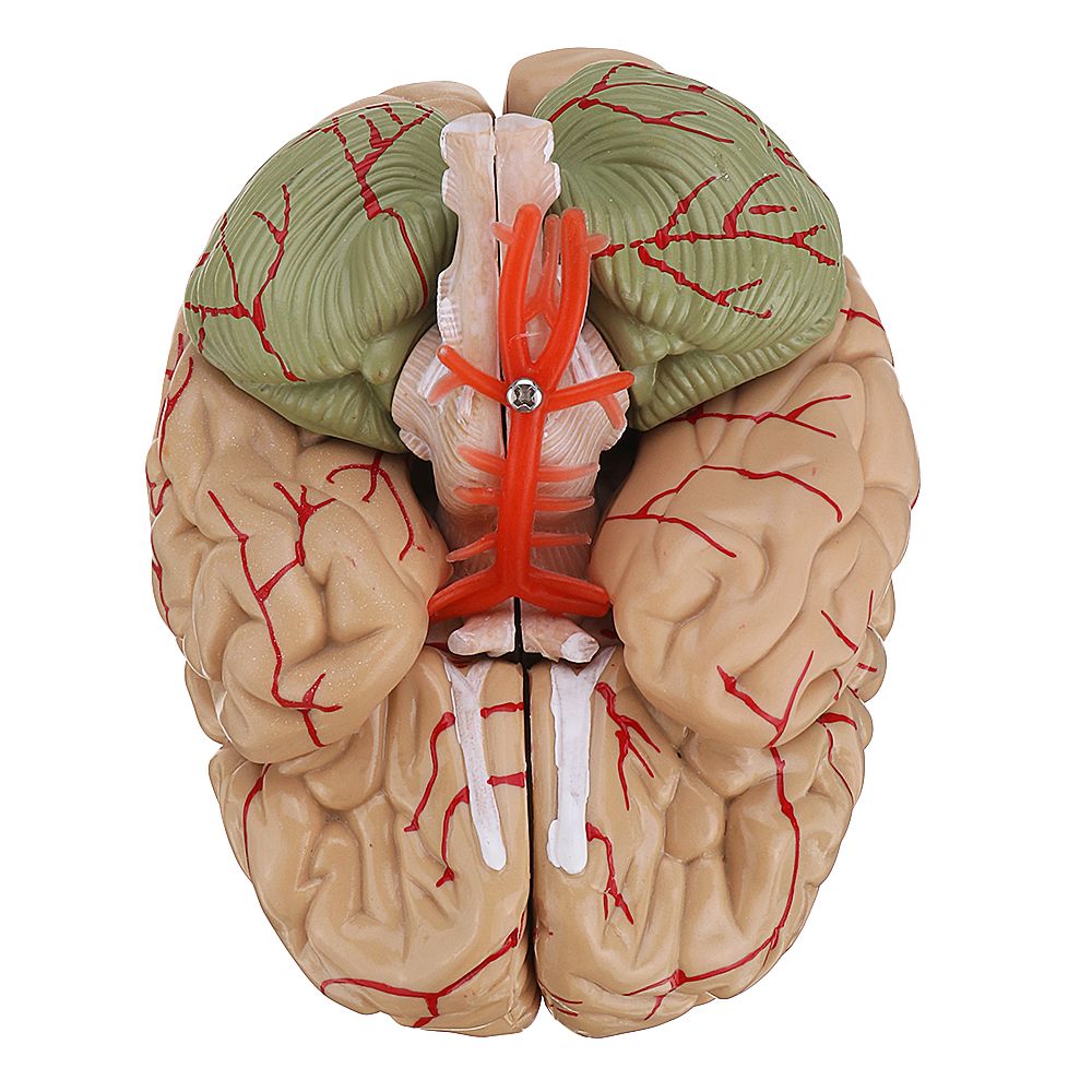 Life-Size-Human-Brain-Model-w-Arteries-Medical-Anatomical-Cerebral-Model-Base-Science-Teaching-8-Par-1453436