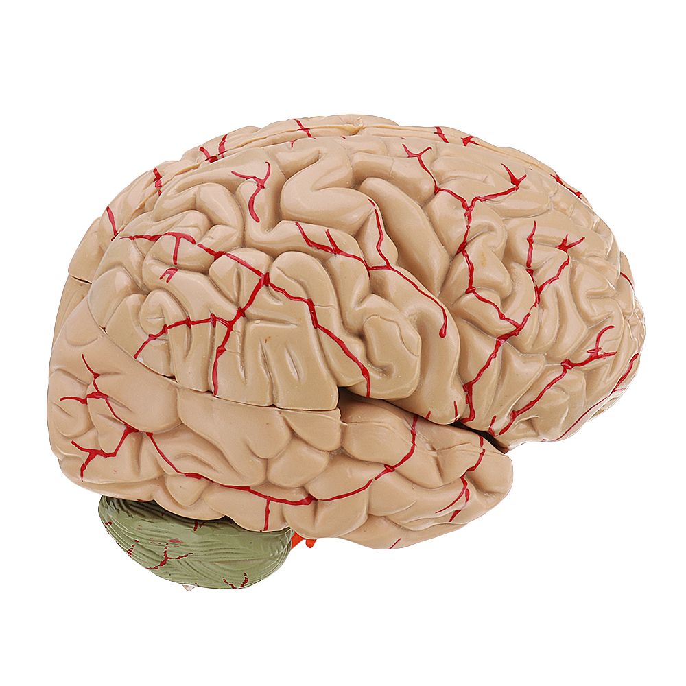 Life-Size-Human-Brain-Model-w-Arteries-Medical-Anatomical-Cerebral-Model-Base-Science-Teaching-8-Par-1453436