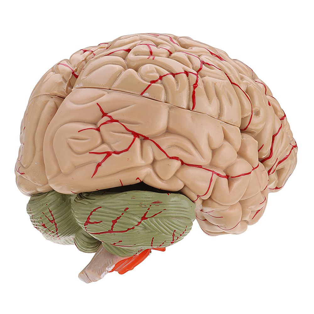 Life-Size-Human-Brain-Model-w-Arteries-Medical-Anatomical-Cerebral-Model-Base-Science-Teaching-8-Par-1453436