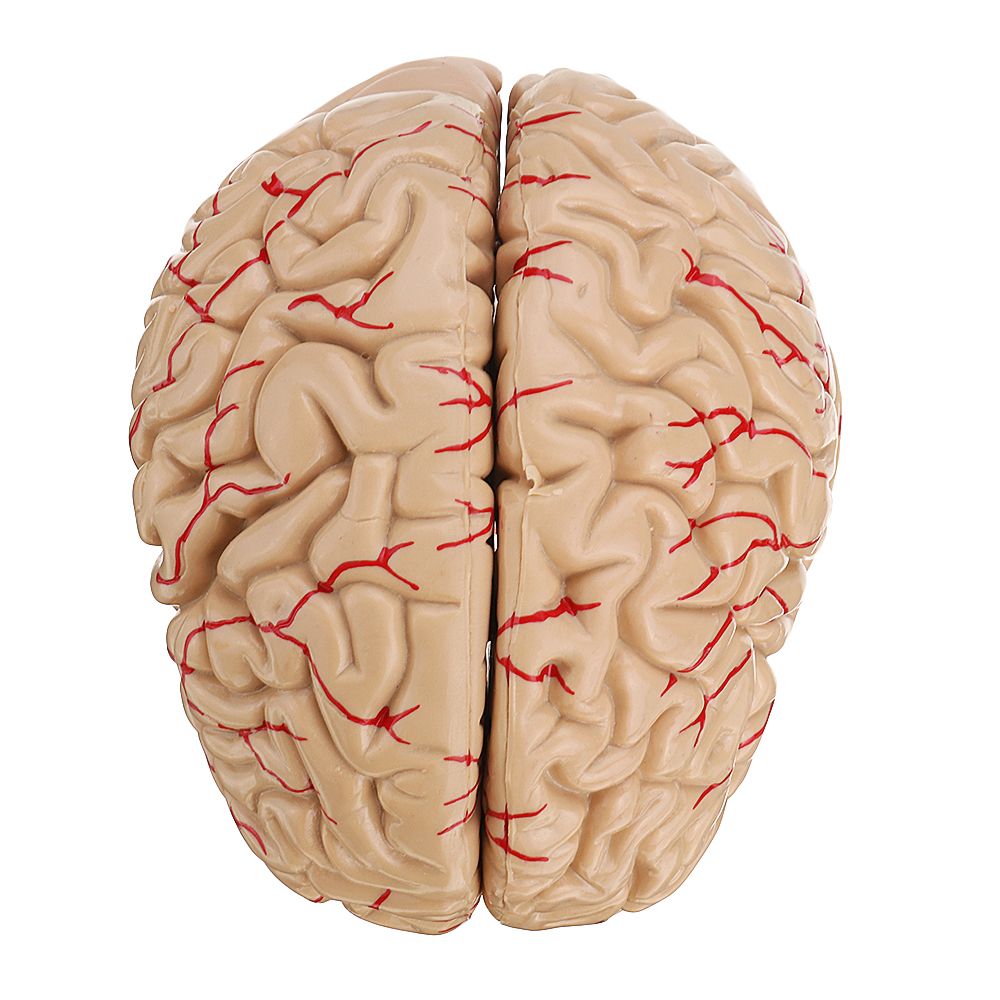 Life-Size-Human-Brain-Model-w-Arteries-Medical-Anatomical-Cerebral-Model-Base-Science-Teaching-8-Par-1453436