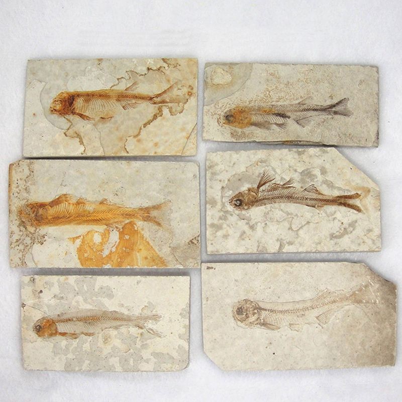 Lycoptera-Davidi-plate-specimen-Jurassic-to-Cretaceous-Real-Fish-Fossil-China-Decorations-1541349
