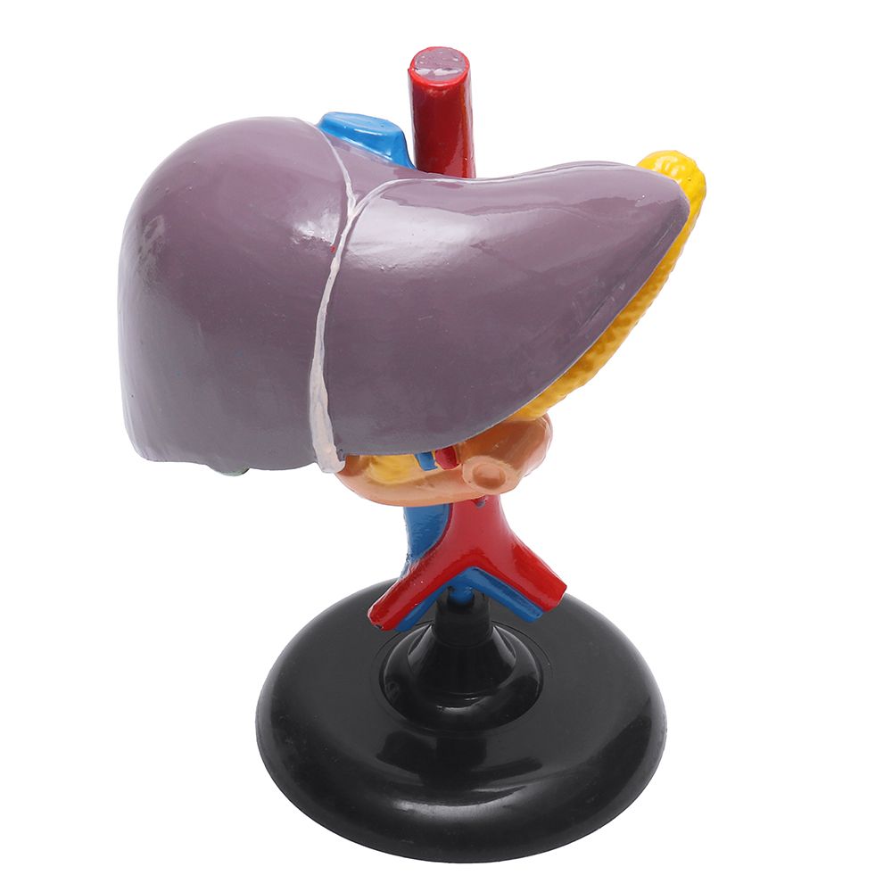 Magnified-Human-Liver-Model-Anatomical-Hepatic-Model-Duodenum-w-Base-Medical-Model-Science-Teaching-1451954