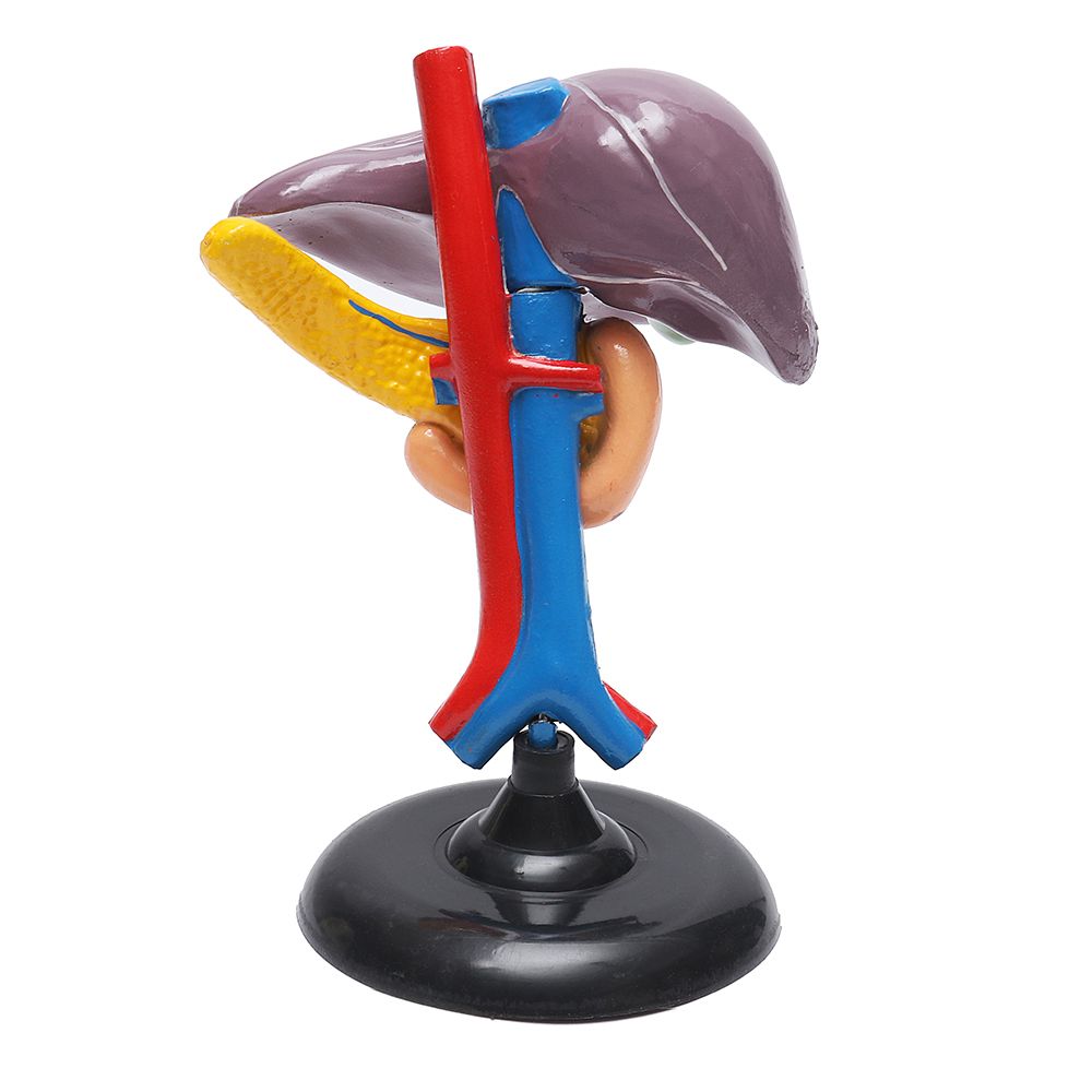 Magnified-Human-Liver-Model-Anatomical-Hepatic-Model-Duodenum-w-Base-Medical-Model-Science-Teaching-1451954