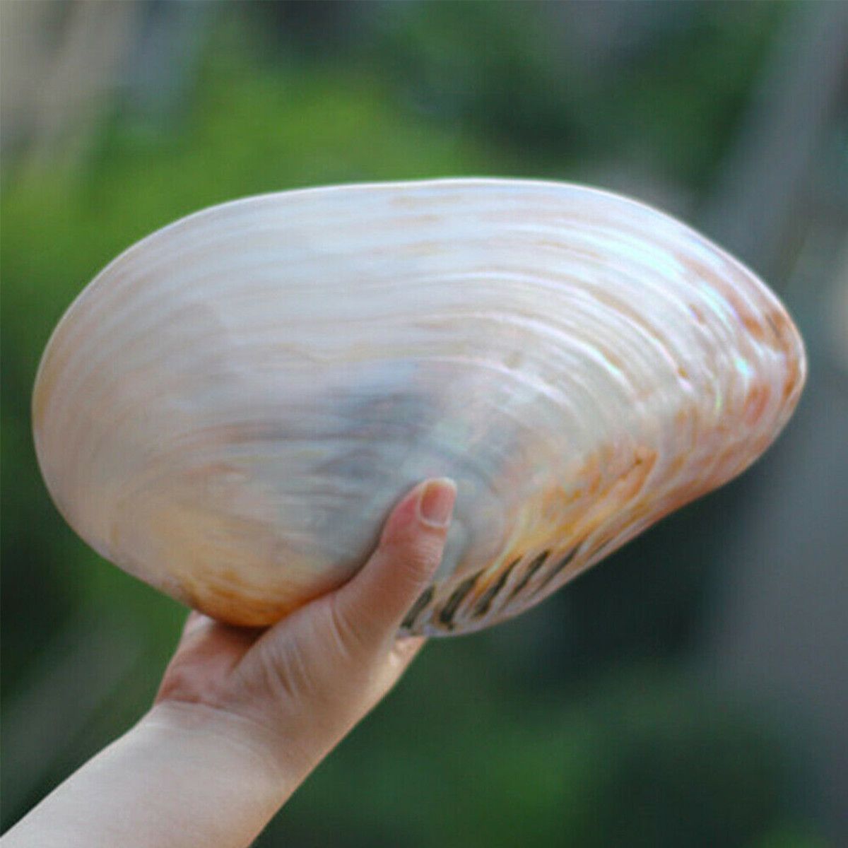Natural-Conch-Shell-Coral-Pearl-Mussel-Clam-Double-sided-Large-Home-Tank-Decorations-26-28cm-1537943