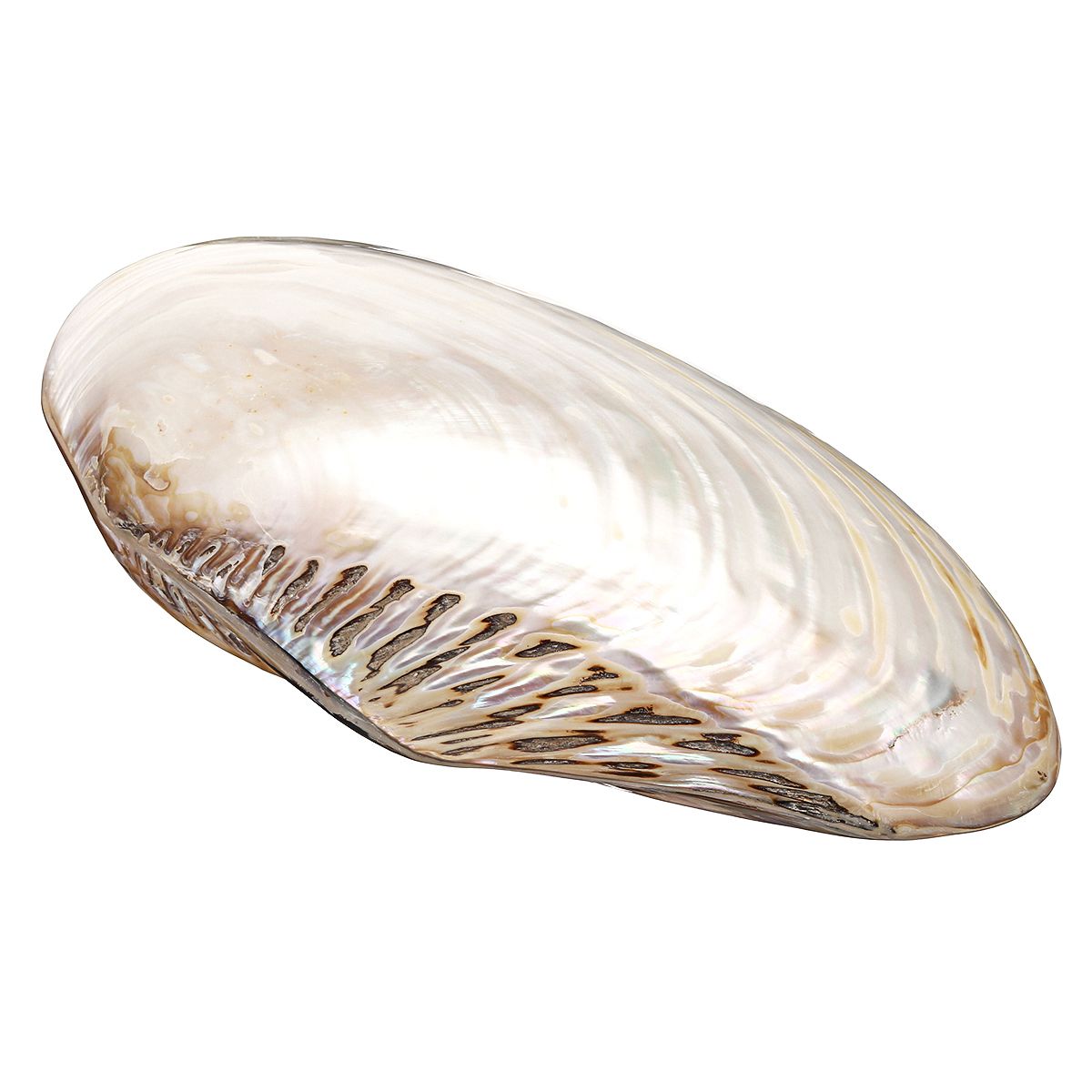 Natural-Conch-Shell-Coral-Pearl-Mussel-Clam-Double-sided-Large-Home-Tank-Decorations-26-28cm-1537943