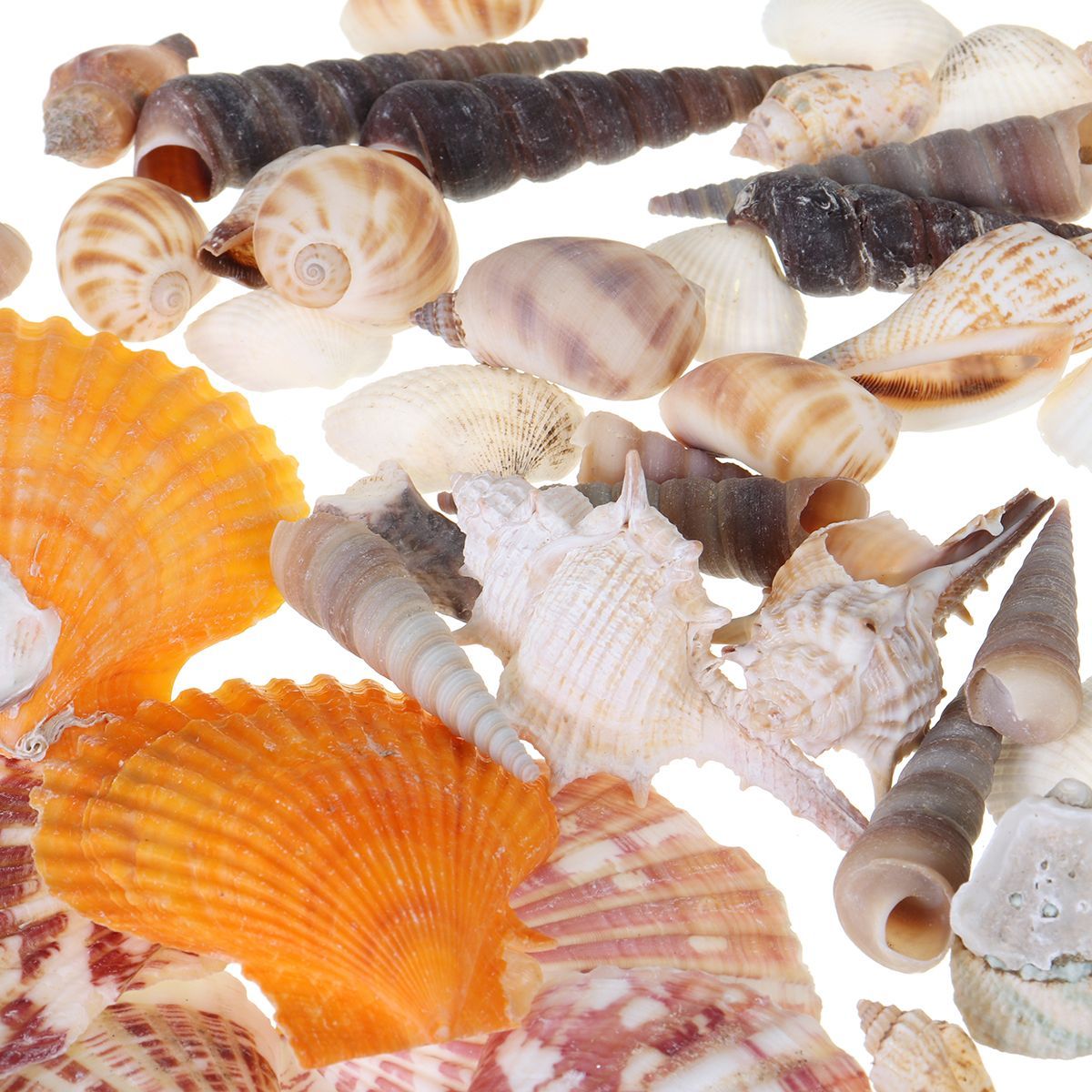 Natural-Conch-Shells-Decorations-1640314