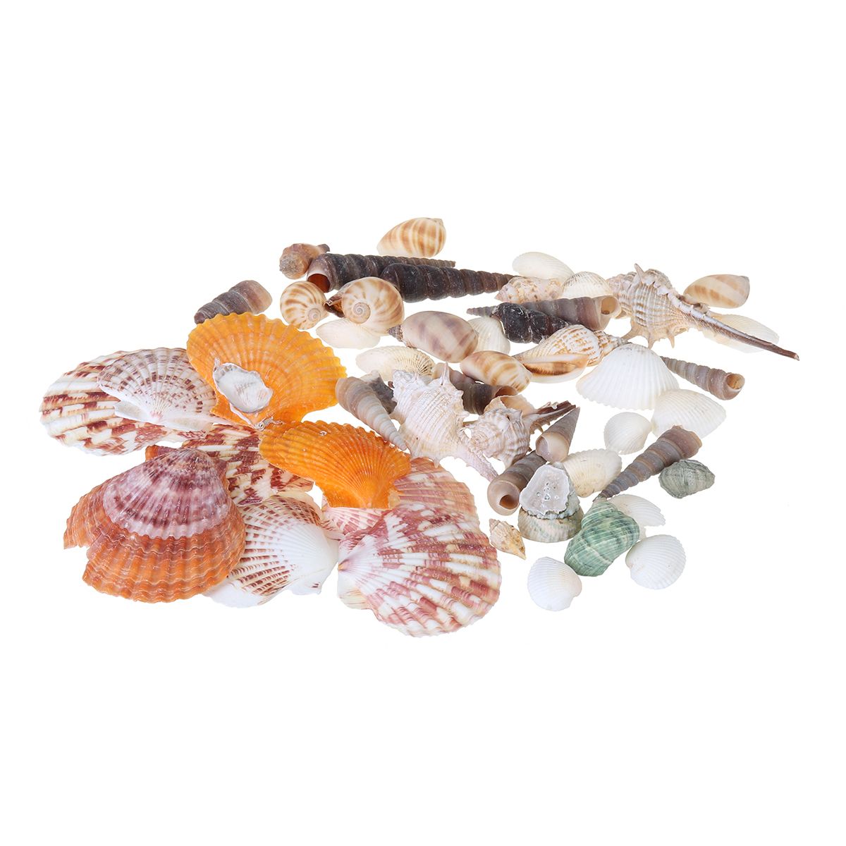 Natural-Conch-Shells-Decorations-1640314