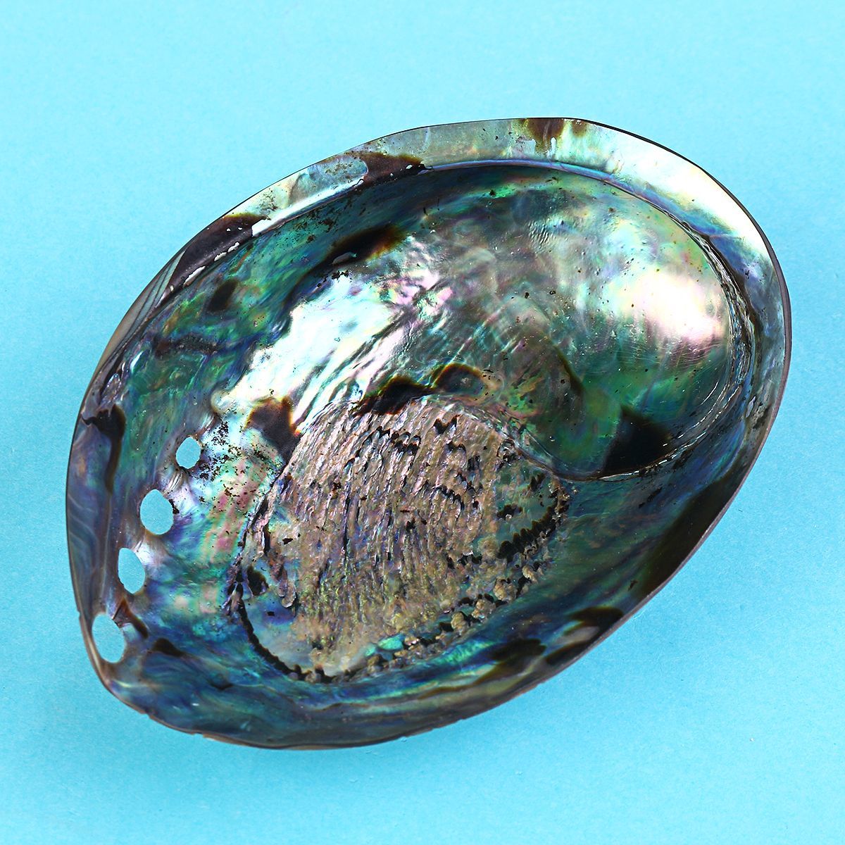 Natural-Fine-Polished-Abalone-Shell-Seashells-Conch-10-12cm-Home-Fish-Tank-Decorations-1537995