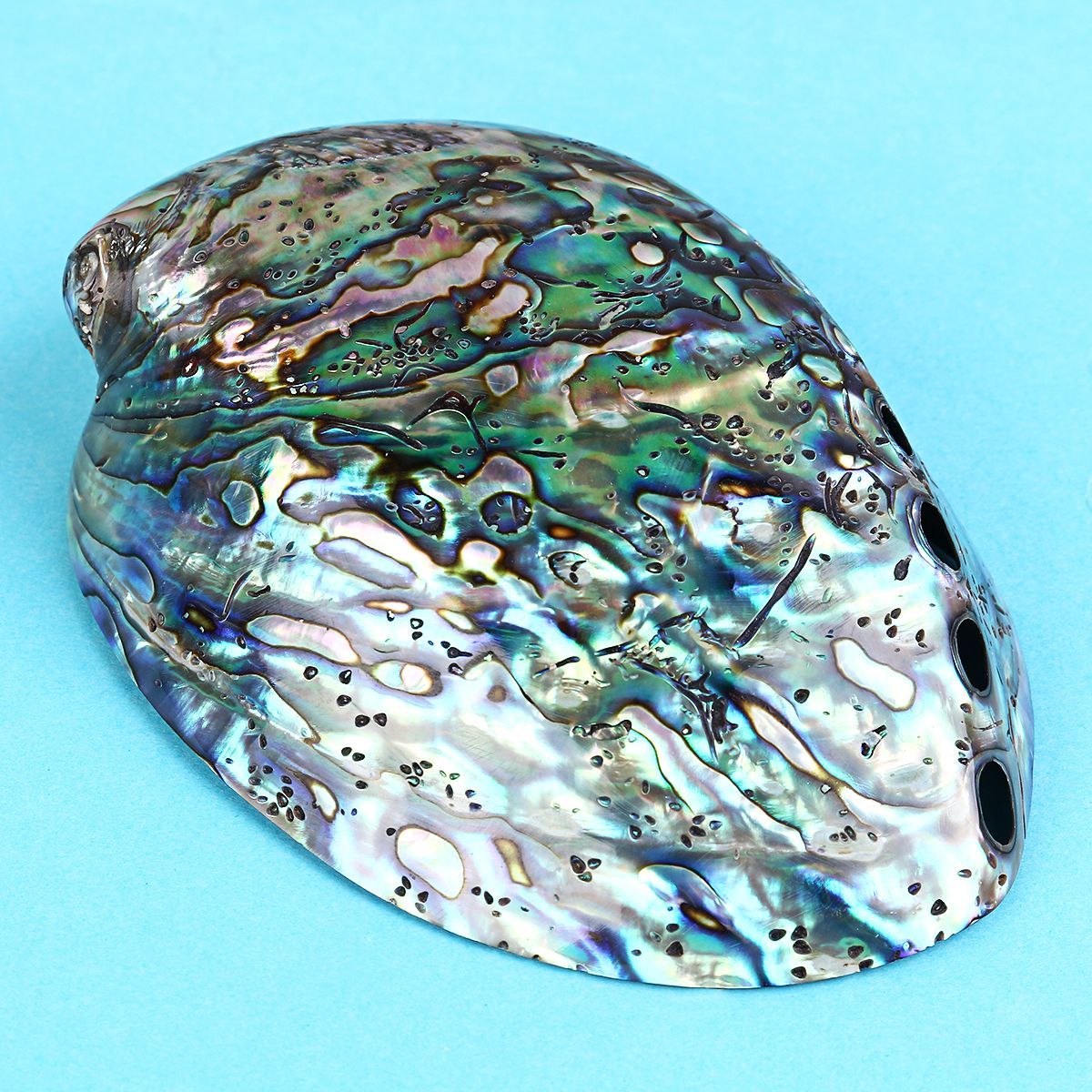 Natural-Fine-Polished-Abalone-Shell-Seashells-Conch-10-12cm-Home-Fish-Tank-Decorations-1537995