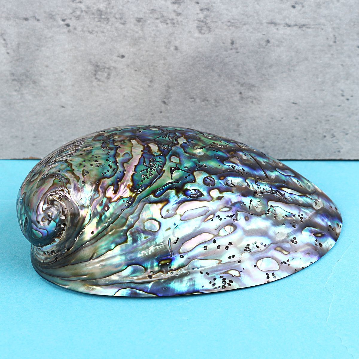 Natural-Fine-Polished-Abalone-Shell-Seashells-Conch-10-12cm-Home-Fish-Tank-Decorations-1537995