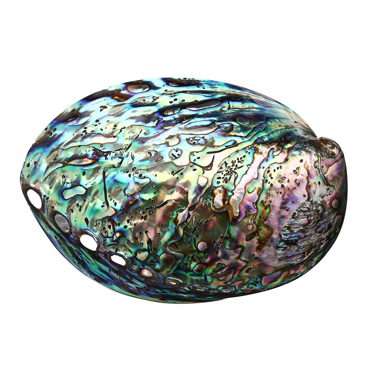 Natural-Fine-Polished-Abalone-Shell-Seashells-Conch-10-12cm-Home-Fish-Tank-Decorations-1537995