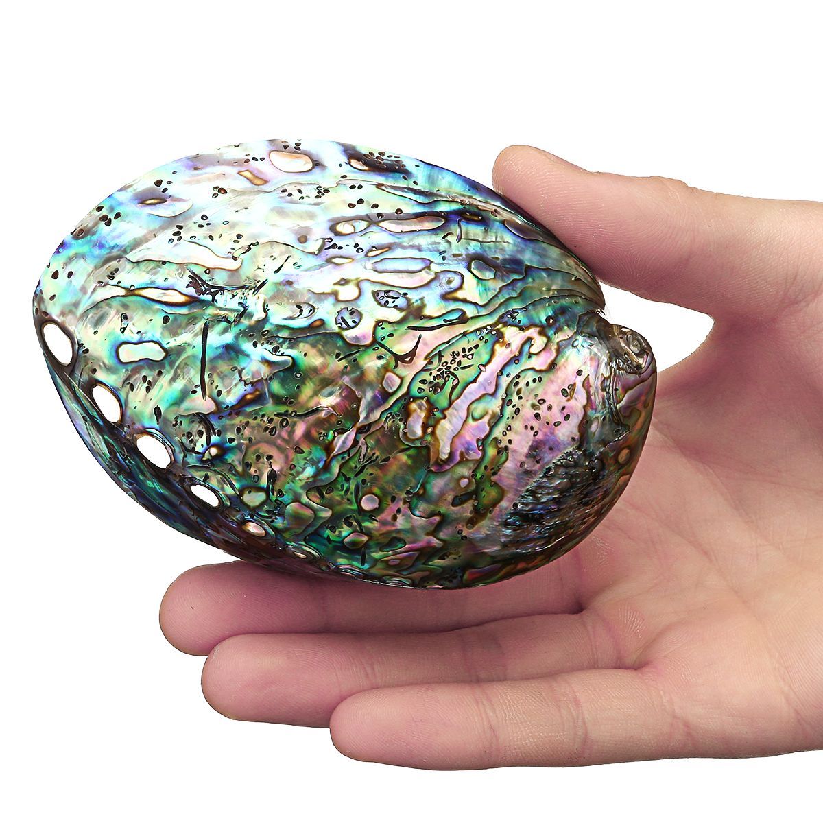 Natural-Fine-Polished-Abalone-Shell-Seashells-Conch-10-12cm-Home-Fish-Tank-Decorations-1537995